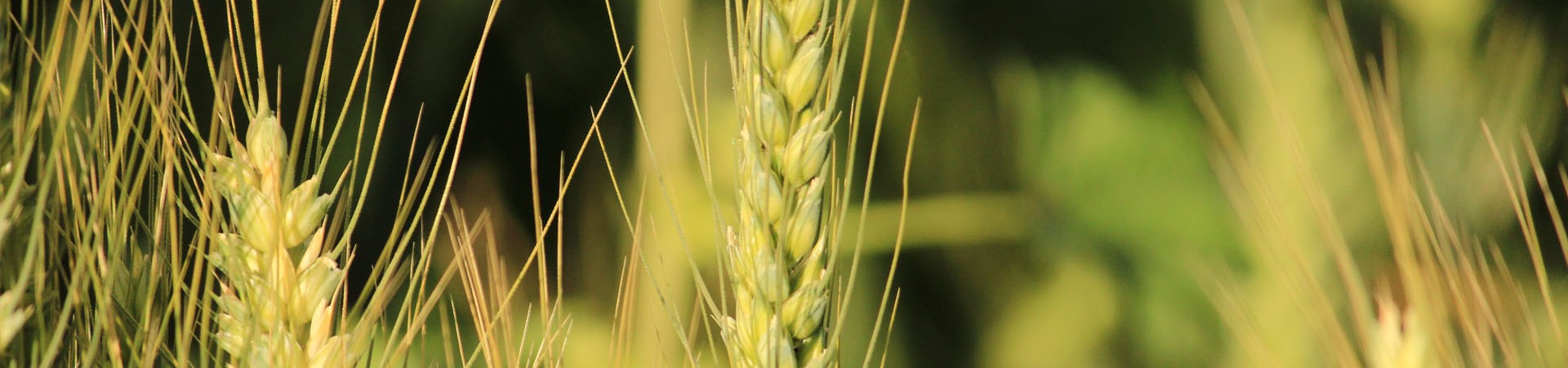 Why the Falgun group continues to be the most valued brand